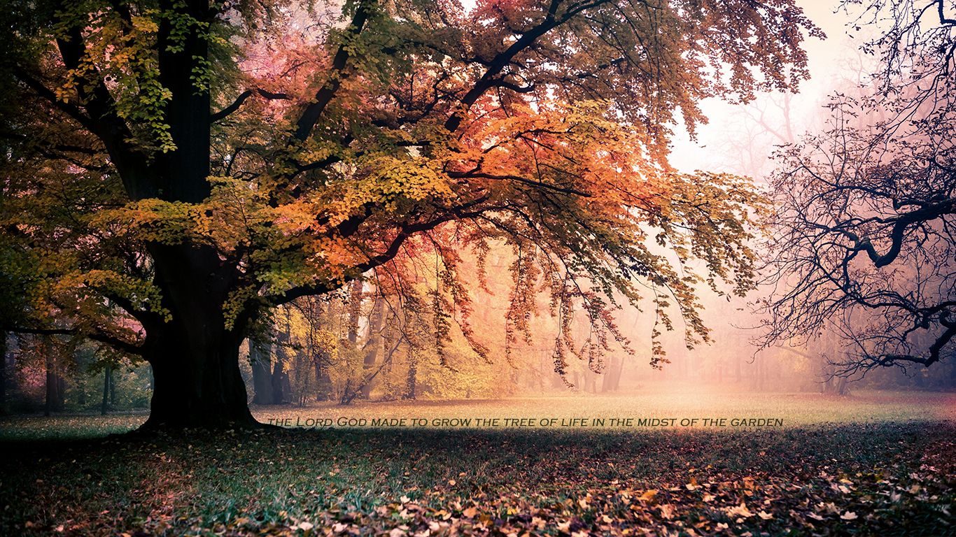 Fall Wallpaper For Macbook Air - HD Wallpaper 