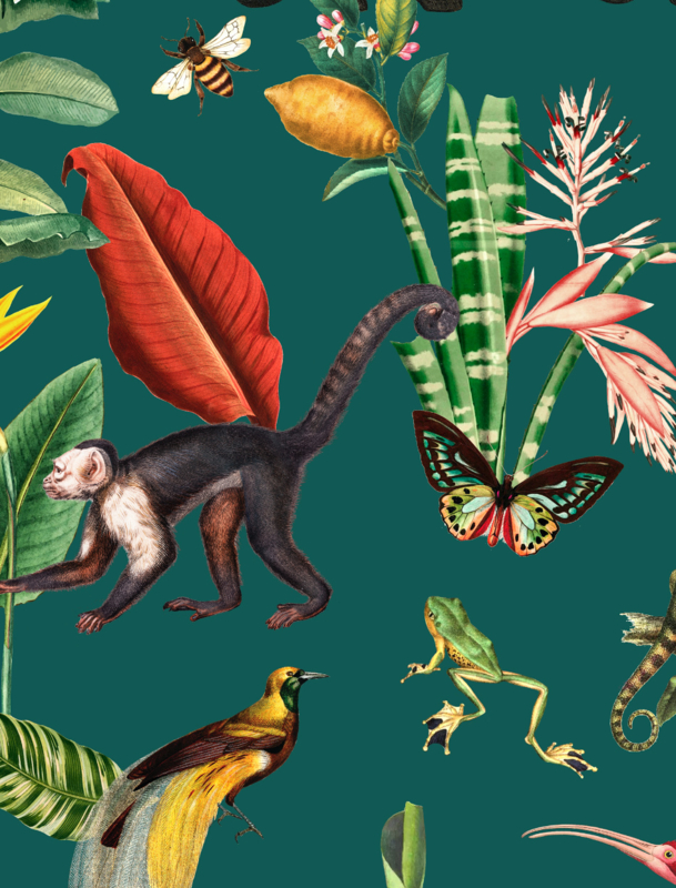 New World Monkey - HD Wallpaper 