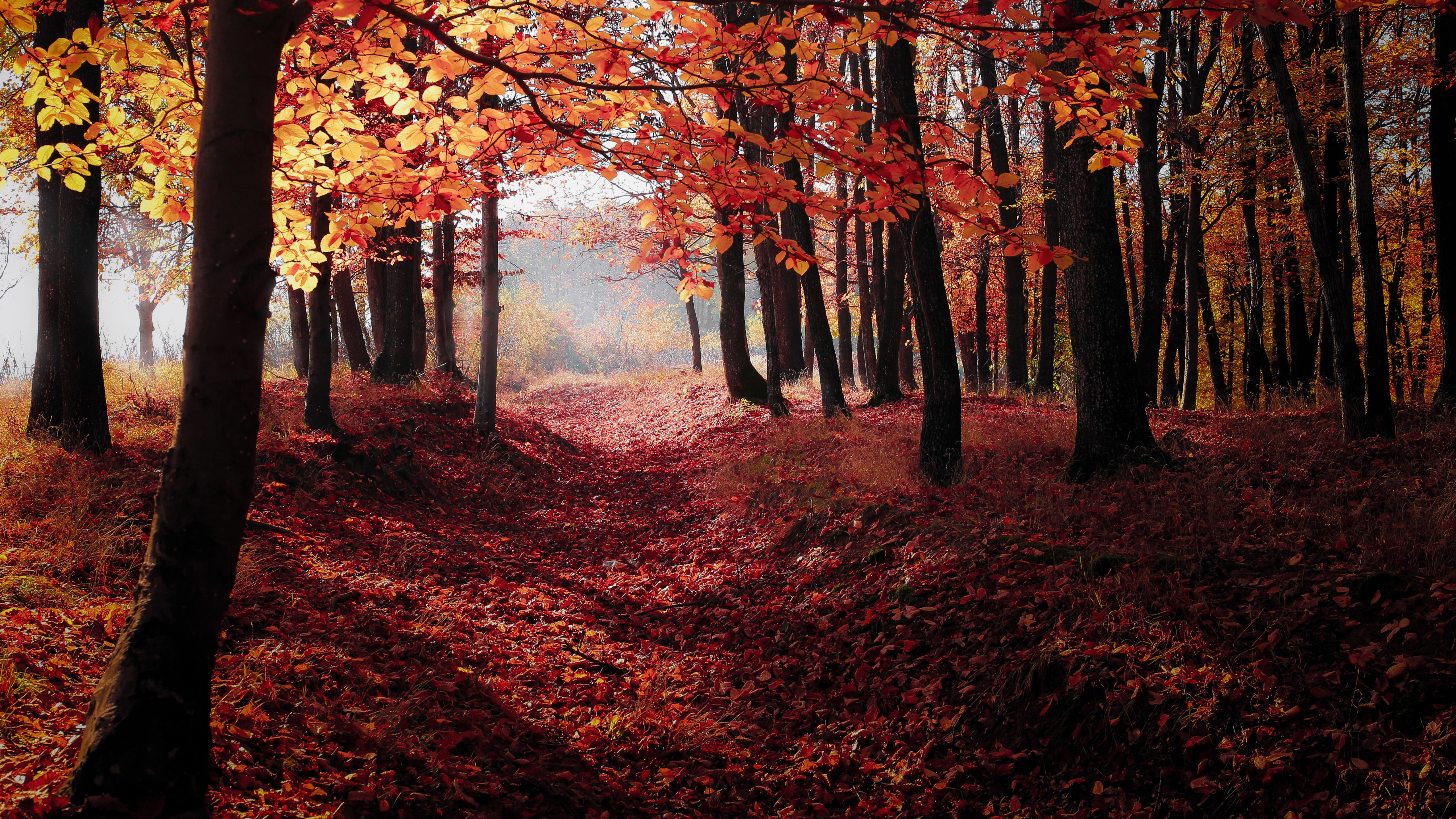 Ultra Hd Autumn Forest - HD Wallpaper 
