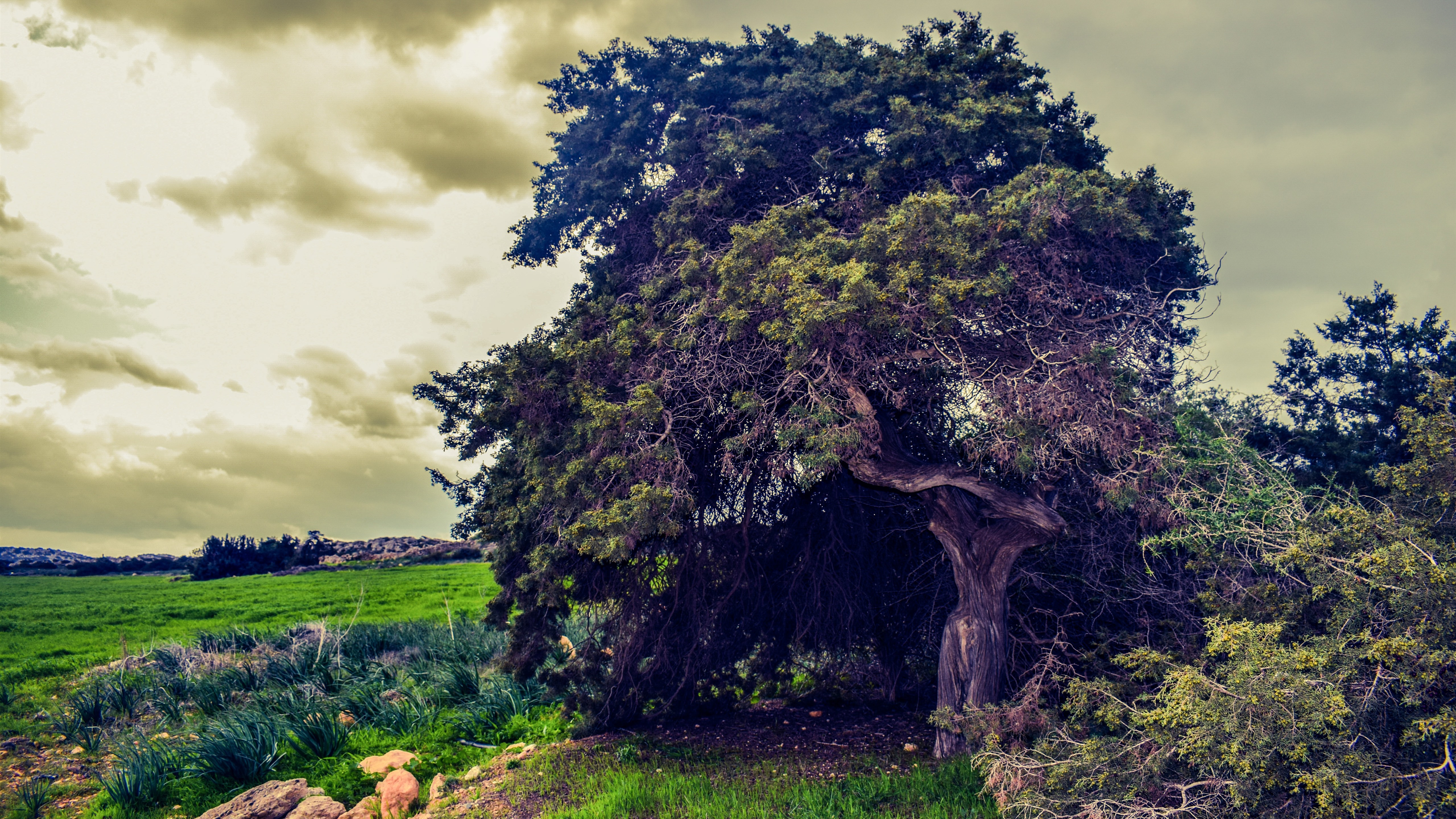 Wallpaper Trees, Green Field, Clouds, Dusk - Wallpaper - HD Wallpaper 