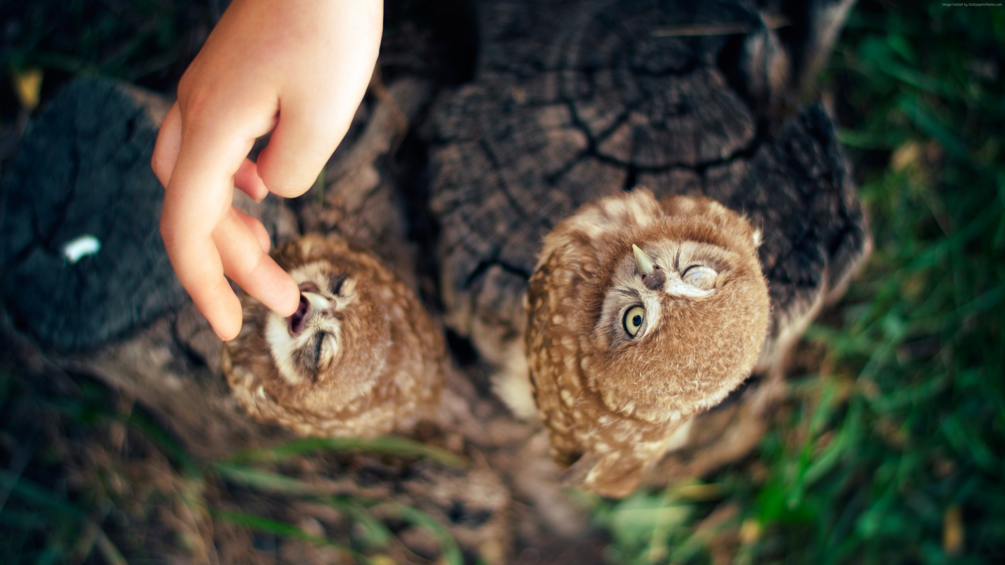 Owl - HD Wallpaper 