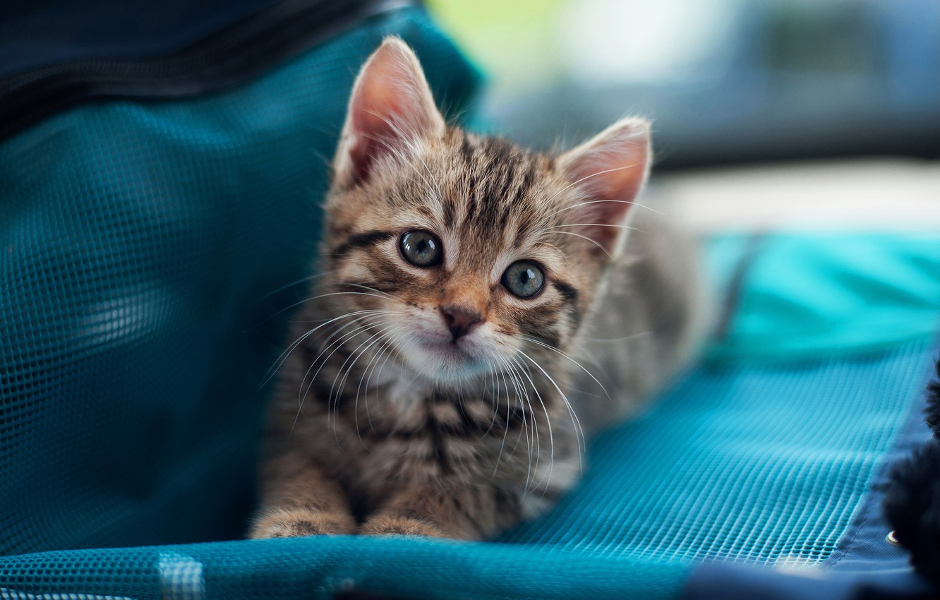 Wallpaper Cat Cat Look Kitty Grey Small Muzzle Cute - Милый Кот На Рабочий Стол - HD Wallpaper 