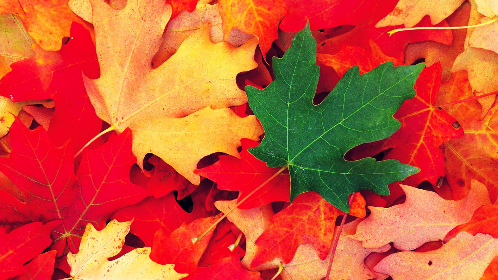 Fall Hd Wallpaper Theme - HD Wallpaper 