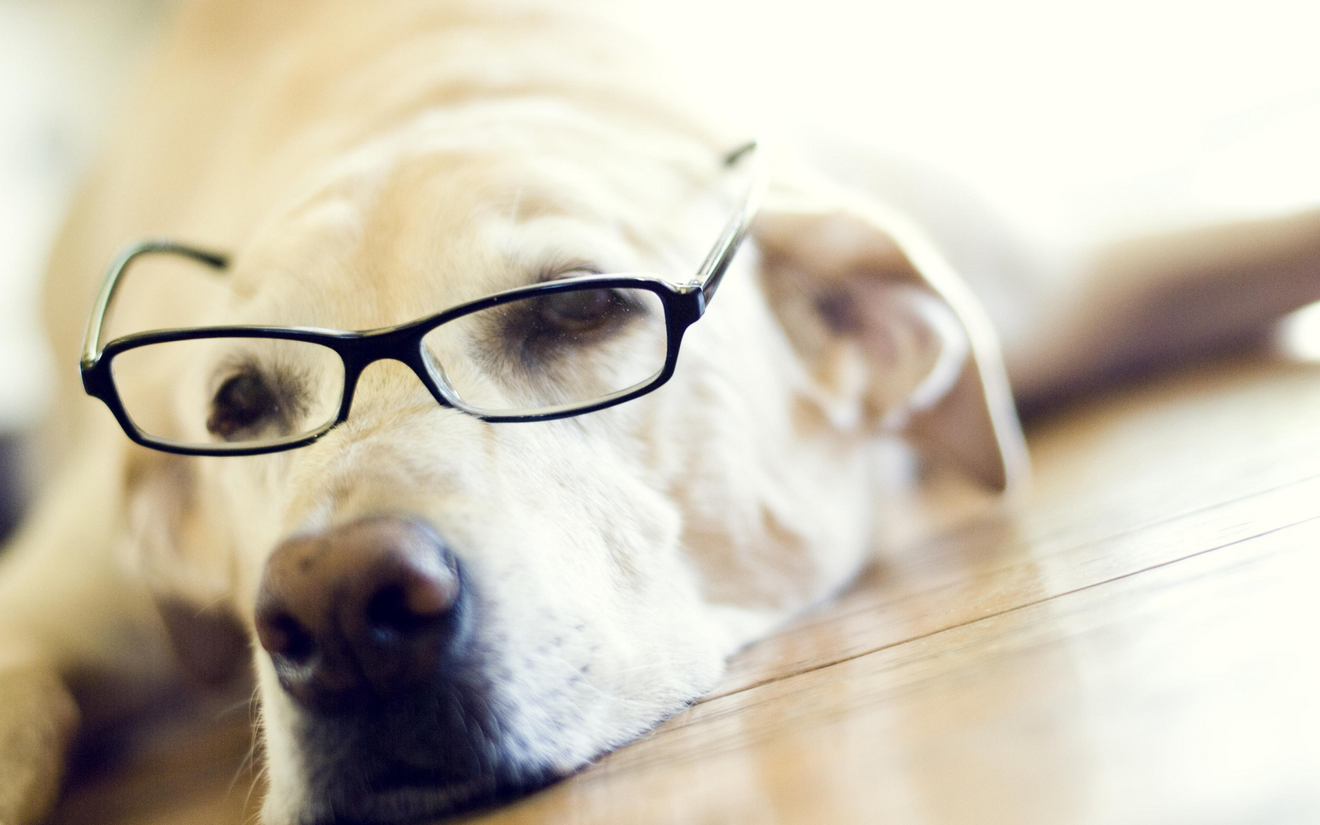 Labrador Retriever Glasses - HD Wallpaper 