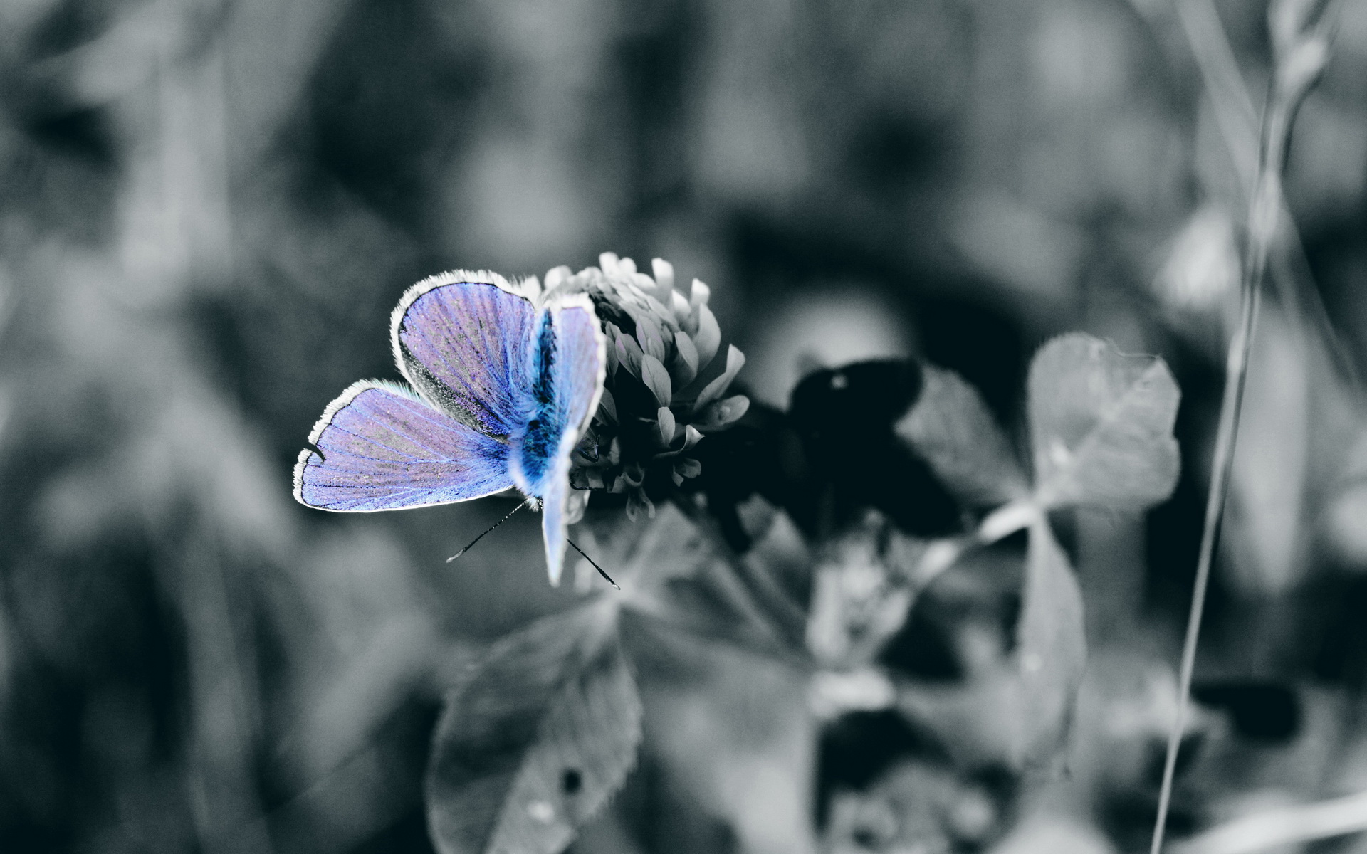 Butterfly - HD Wallpaper 