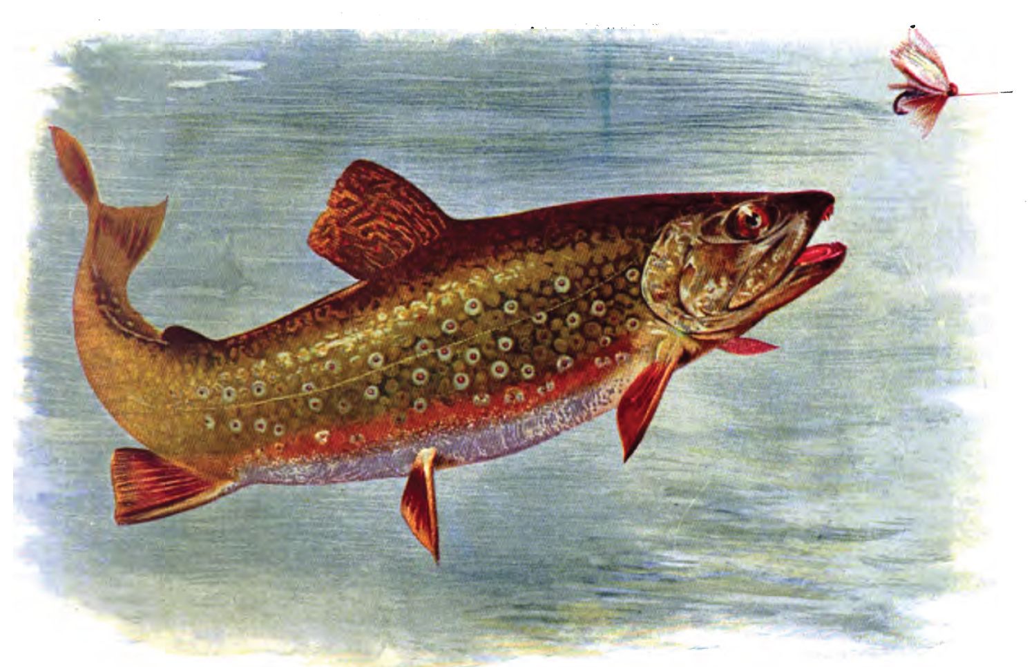 Drawing Trout Wallpaper - Trout Fly Fishing - HD Wallpaper 