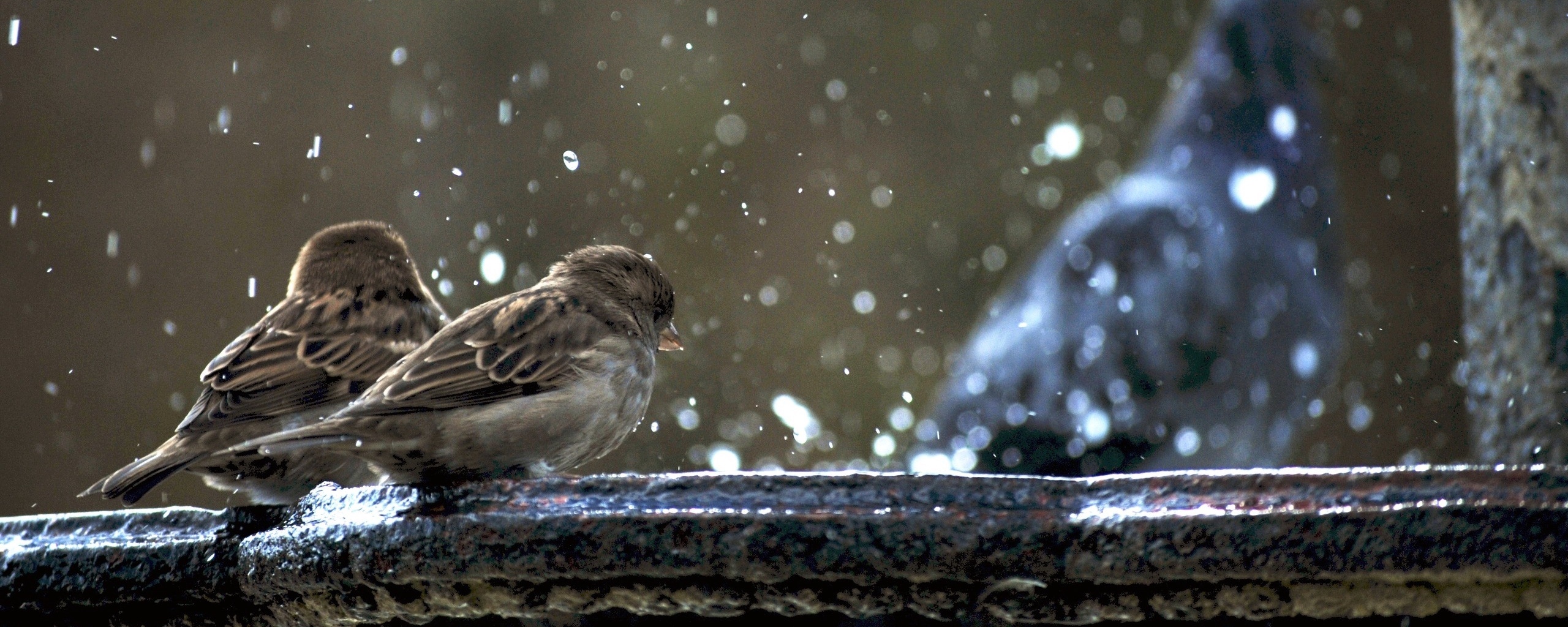 Wallpaper Sparrows, Birds, Winter, Snow, Cold, Steam, - Birds In Night Winter - HD Wallpaper 