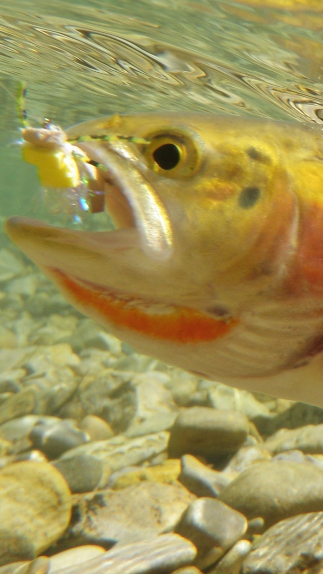 Wyoming State Fish - HD Wallpaper 