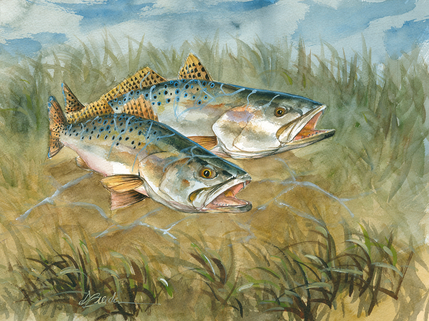 Coastal Cutthroat Trout - HD Wallpaper 