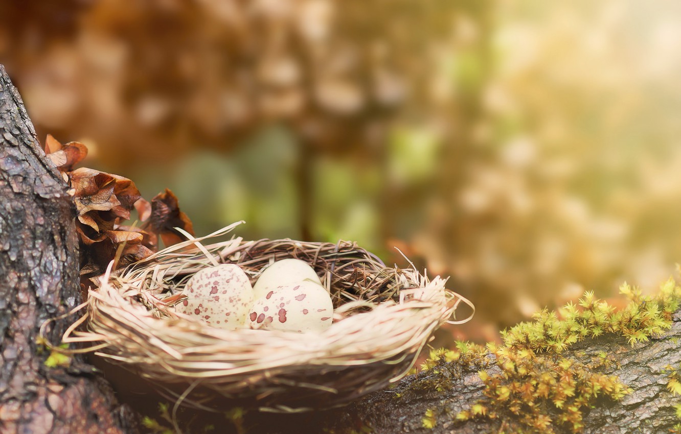 Photo Wallpaper Tree, Eggs, Nest, Moss Nest 1332x850 Wallpaper