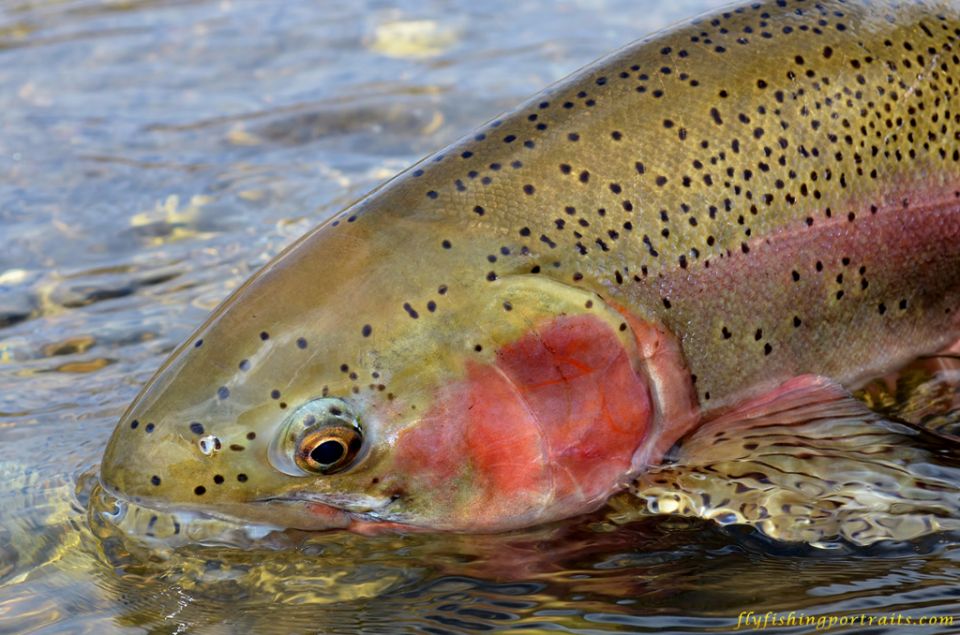 Fishing Background Jpg - HD Wallpaper 