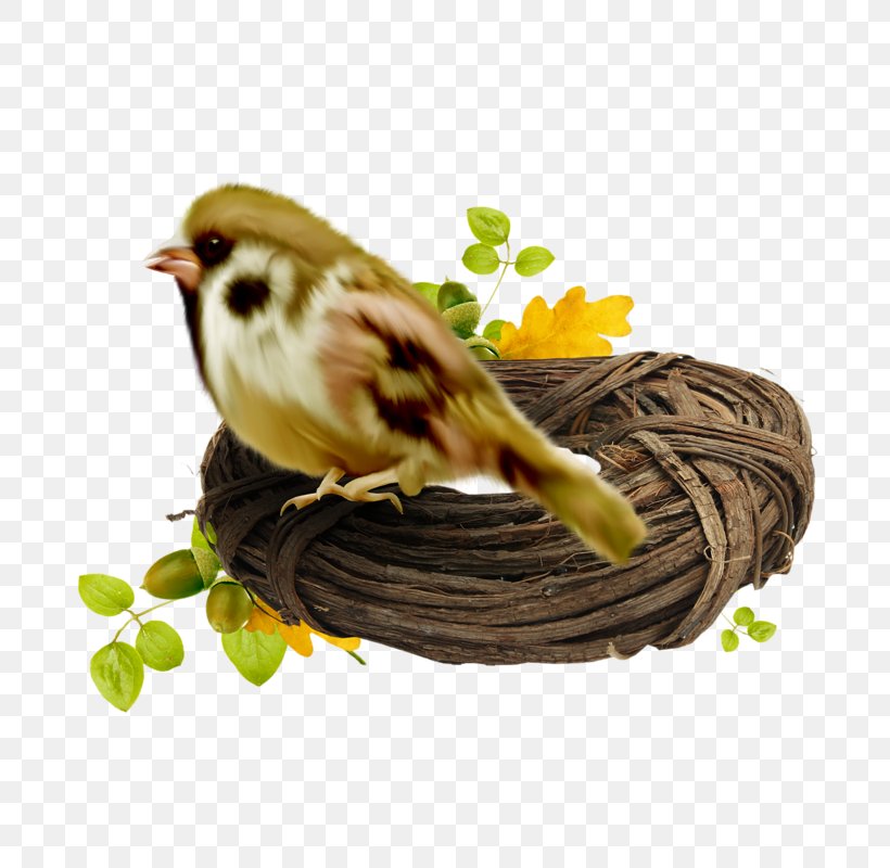 Basket Bird Edible Birds Nest Bird Nest Wallpaper, - Sparrow And Nest Clipart Png - HD Wallpaper 