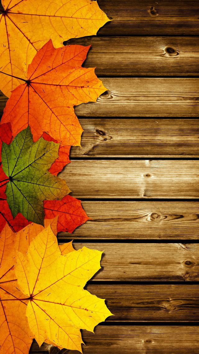 Autumn, Background, Wallpaper - Happy Thanksgiving May Your Blessings Outnumber The - HD Wallpaper 