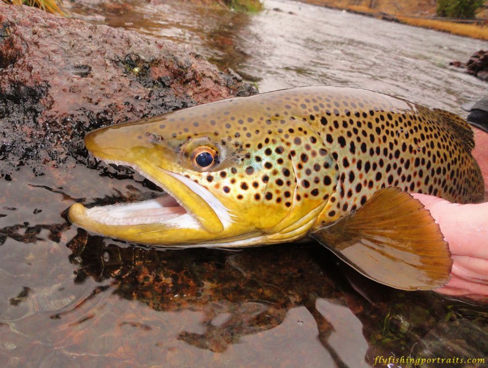 Brown Trout Hd - HD Wallpaper 