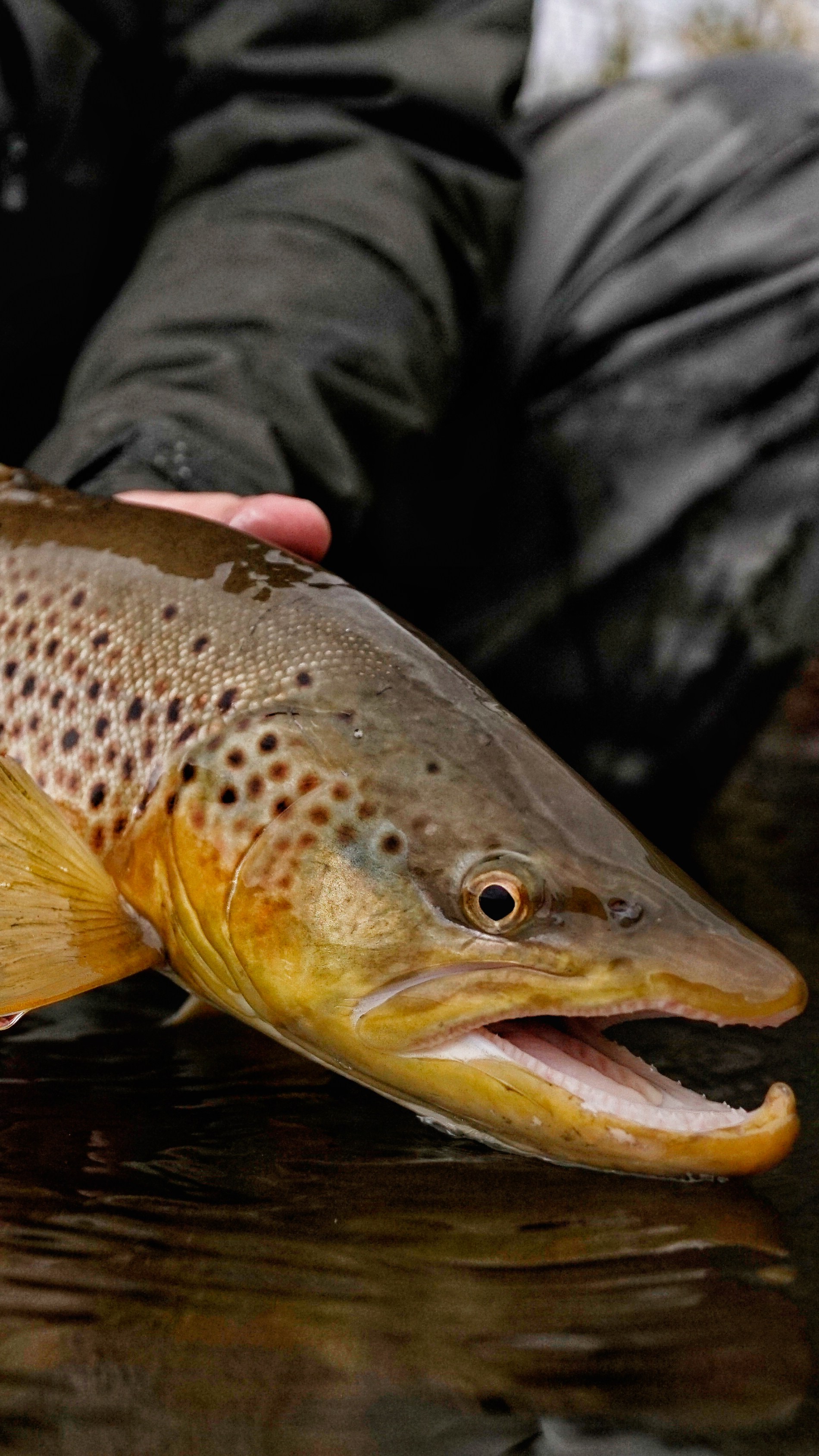 Brown Trout - HD Wallpaper 