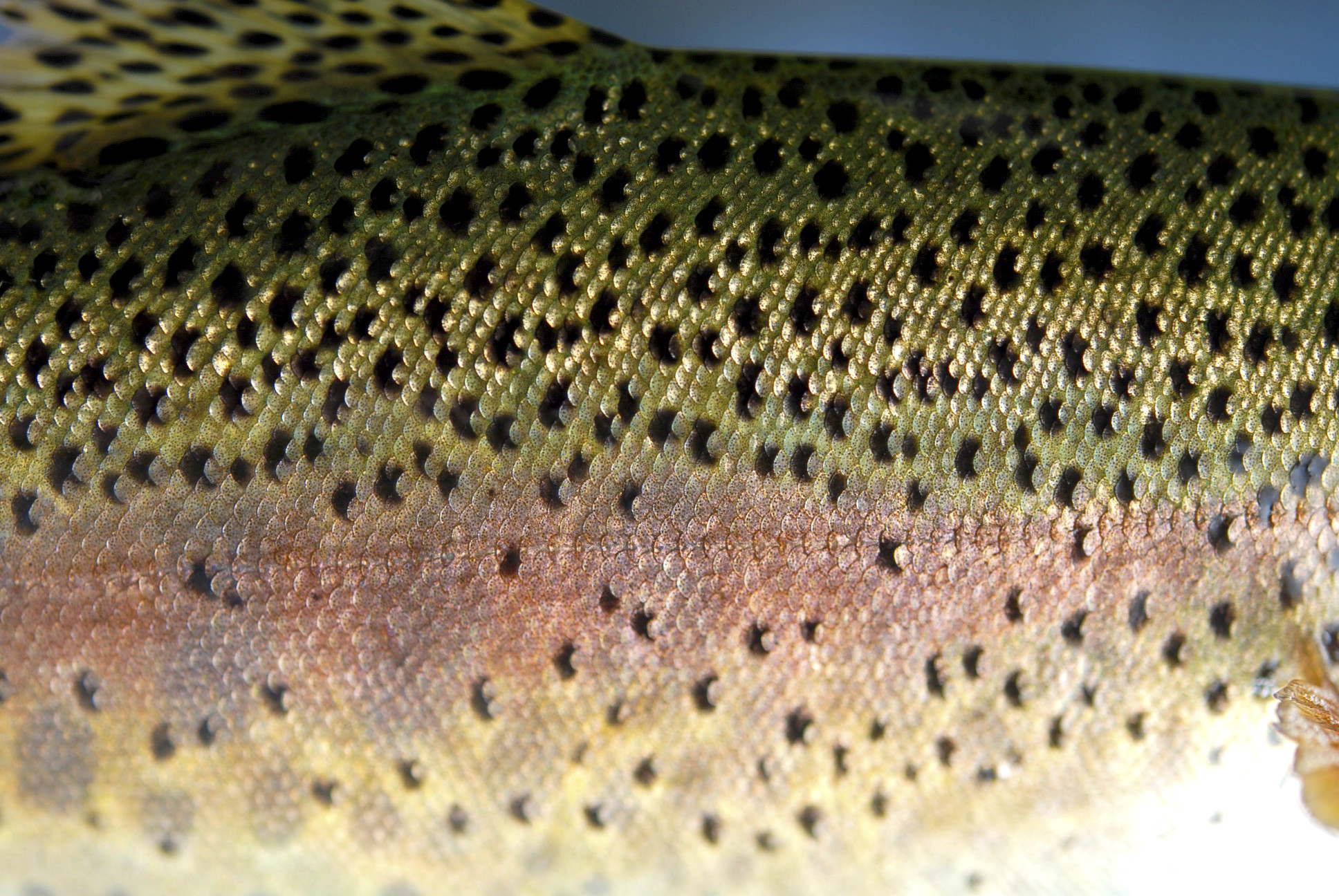 Rainbow Trout Reference Photos 
 Data-src - Rainbow Trout Skin Pattern - HD Wallpaper 
