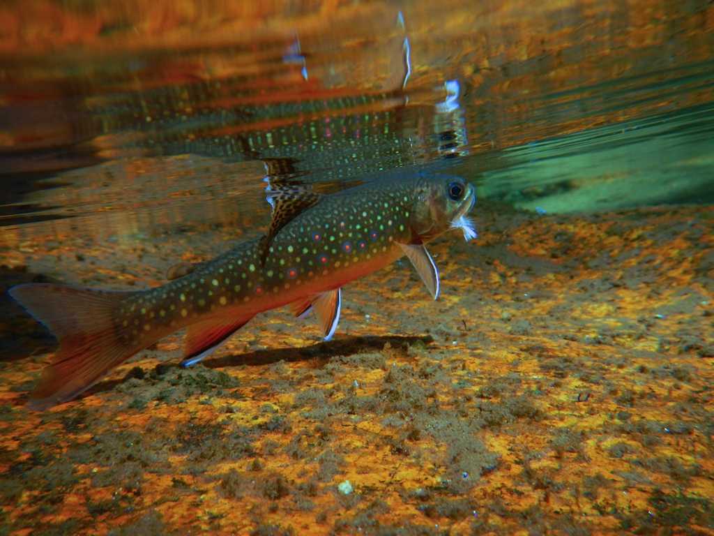 Trout Fly Fishing - HD Wallpaper 