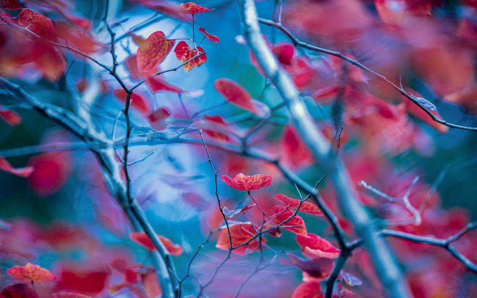Red Leaves, Twigs, Autumn, Blur Background Wallpaper,red - Full Hd Blur  Background Hd - 970x606 Wallpaper 