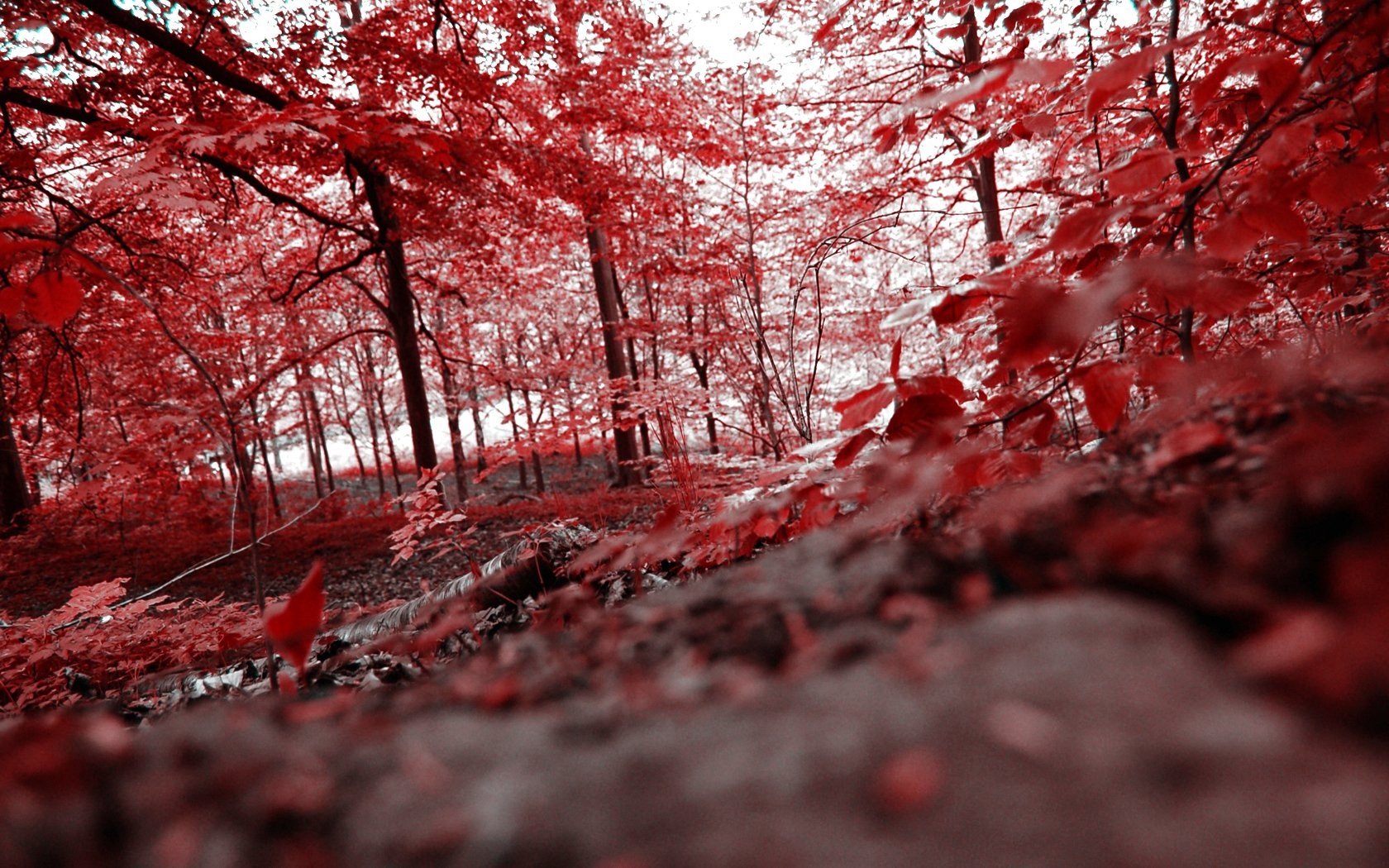 Background Images With Colourful Trees - HD Wallpaper 