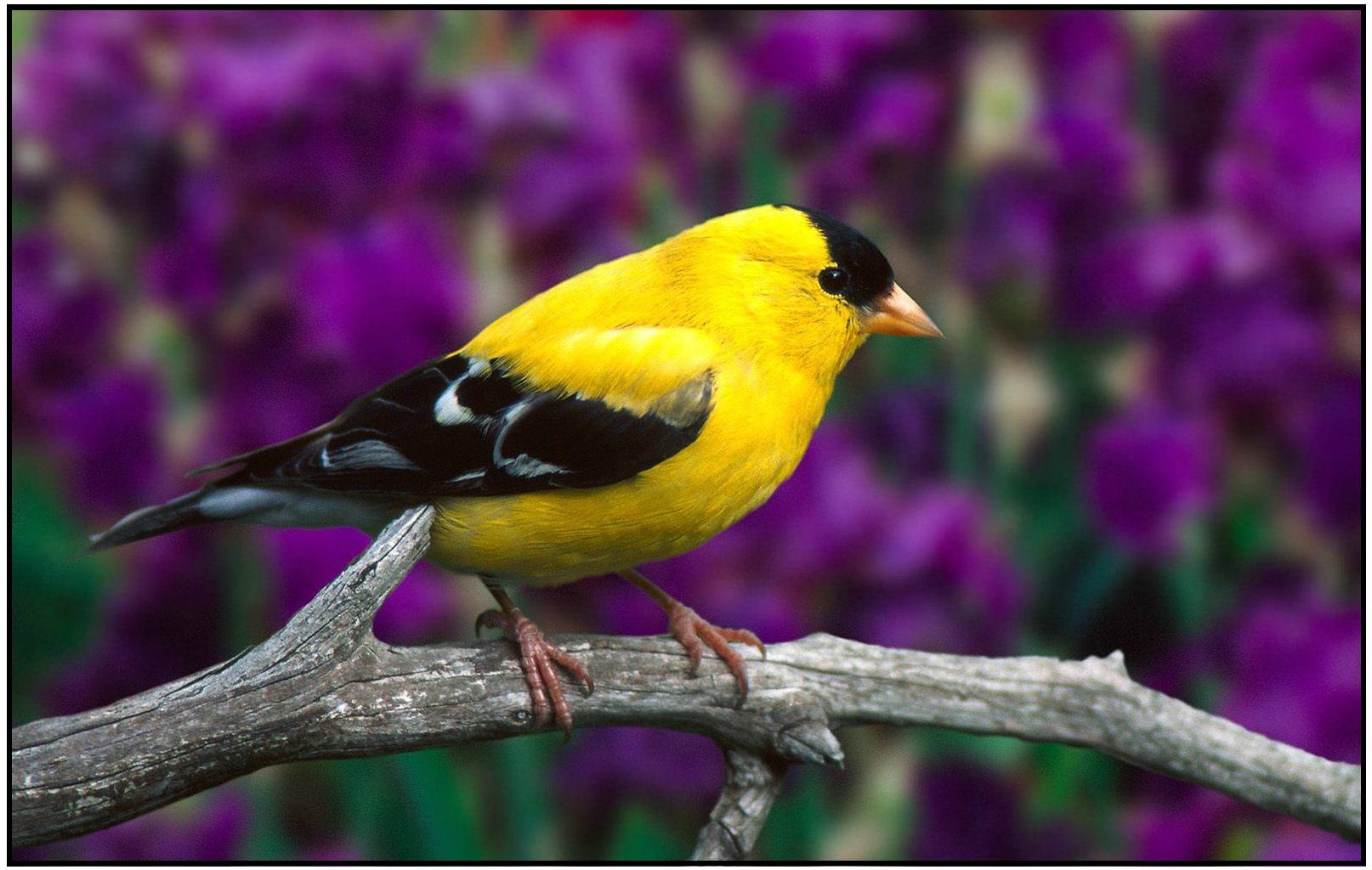Charming American Goldfinch - Birds - HD Wallpaper 