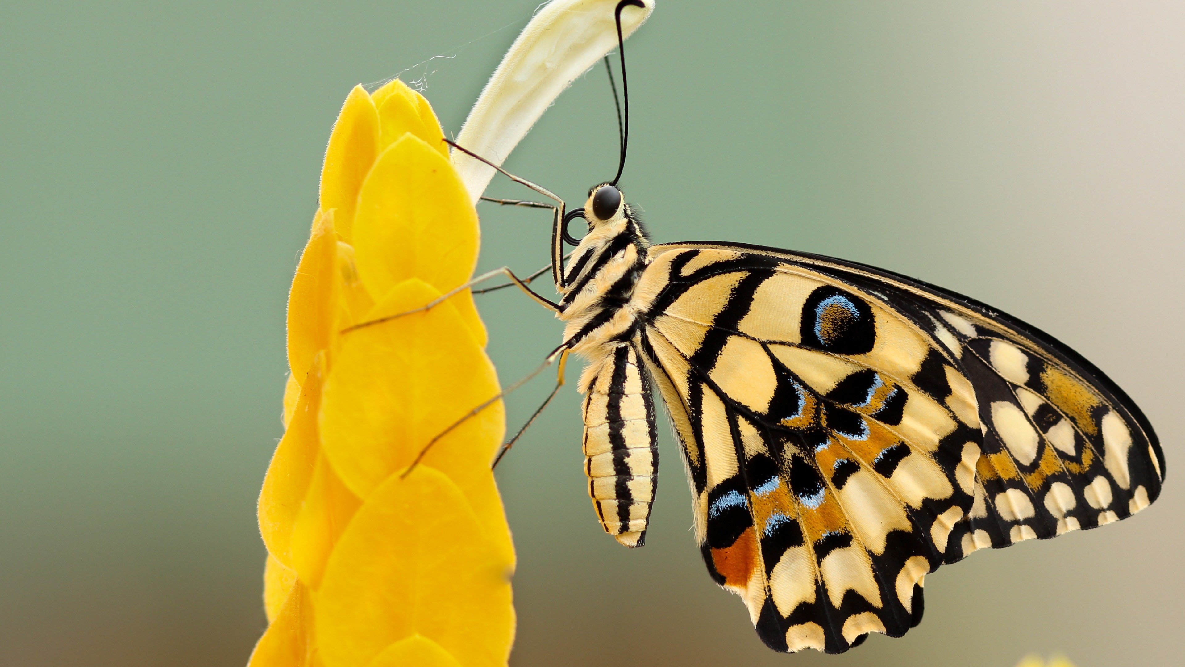 Butterfly Charming 4k Wallpaper - Butterfly-amazing Paintings-29 - HD Wallpaper 