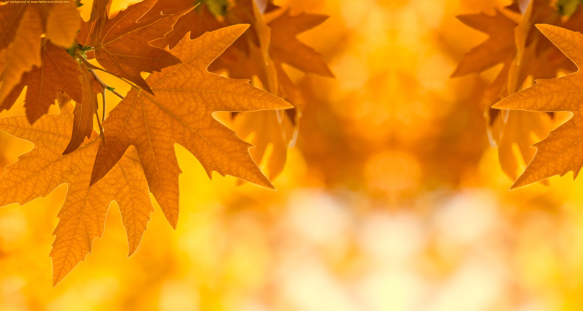 Free Autumn Backgrounds Wallpaper - Powerpoint Background Fall Leaves - HD Wallpaper 