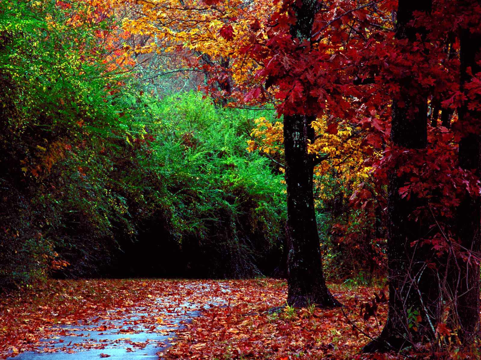 Colorful Autumn Desktop Wallpaper - Nature Best Wallpaper In The World - HD Wallpaper 