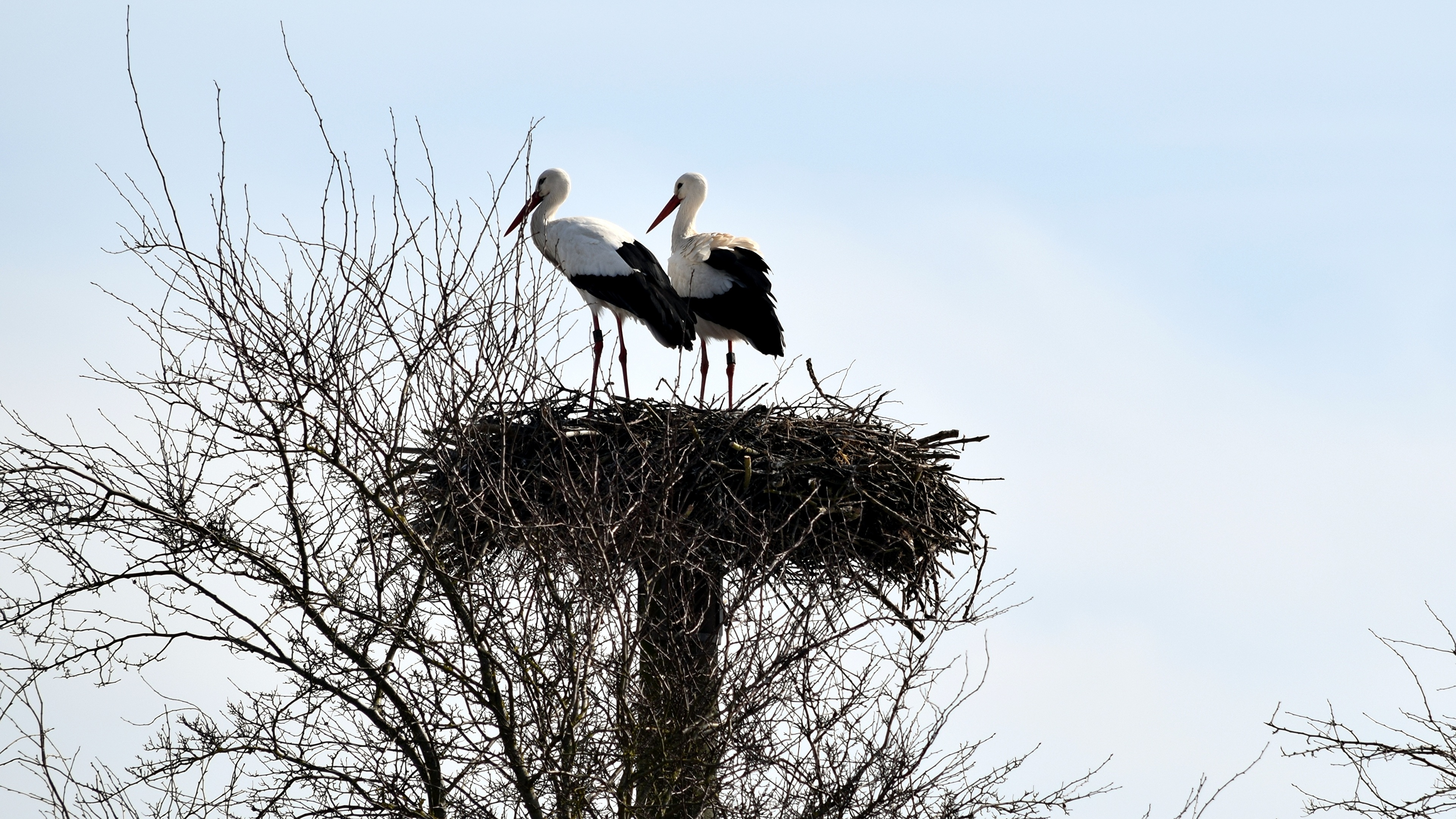 Birds - HD Wallpaper 