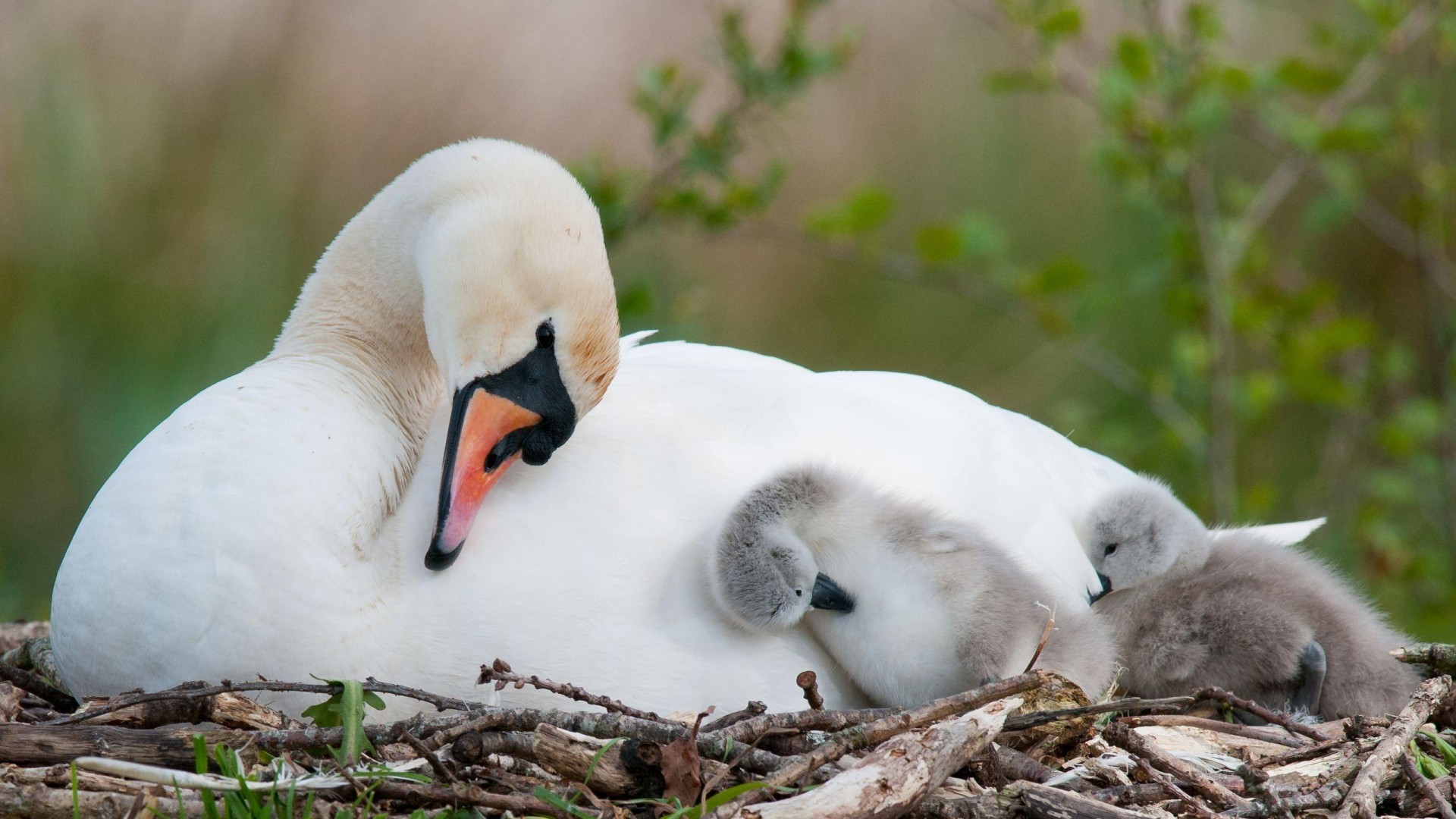 Baby Swan And Mother - HD Wallpaper 