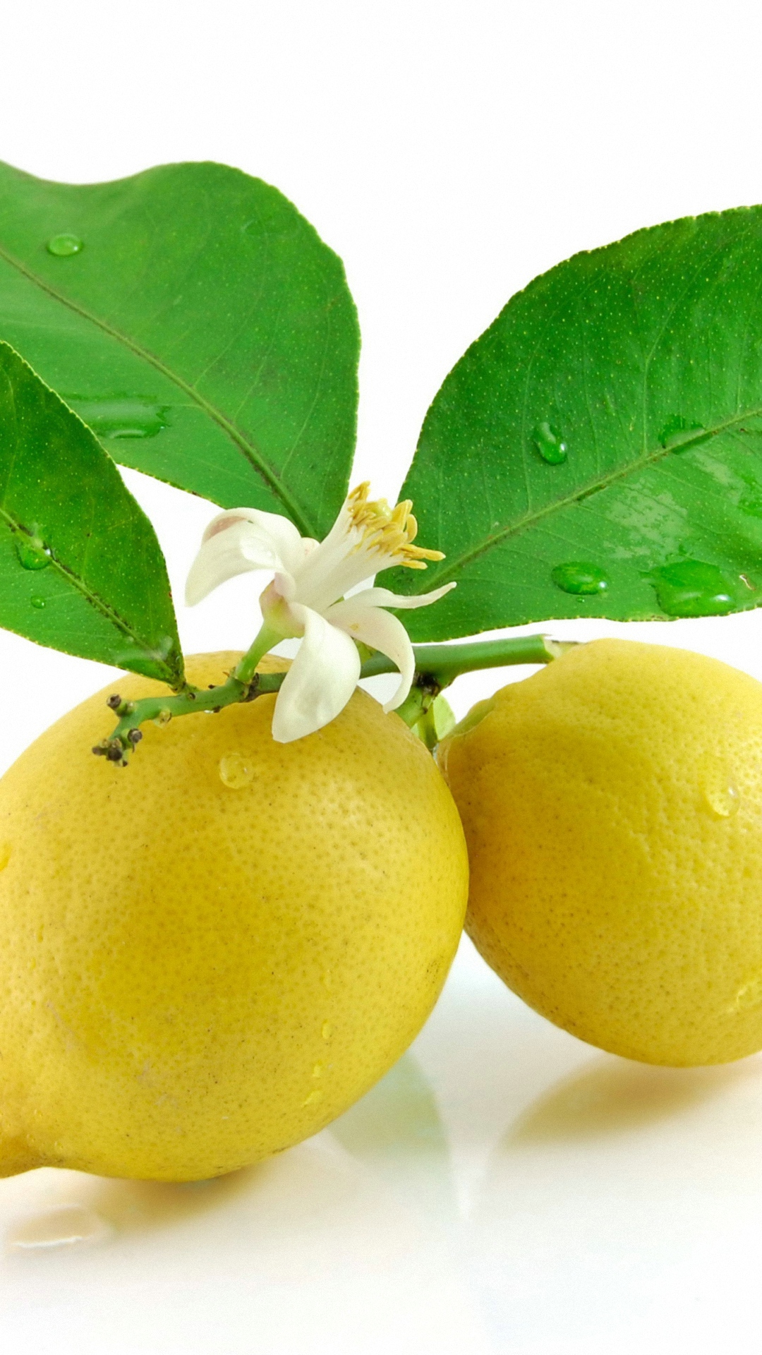 Flowers Leaf White Lemon Wallpapers Hd - Lemon - HD Wallpaper 