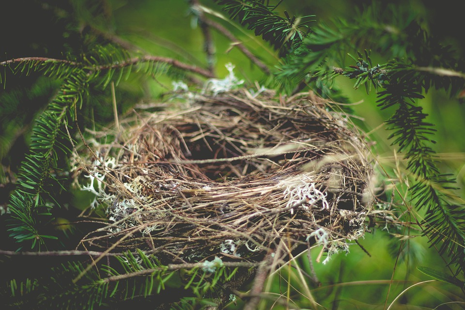 Nest Pics, Animal Collection - Empty Nest - HD Wallpaper 
