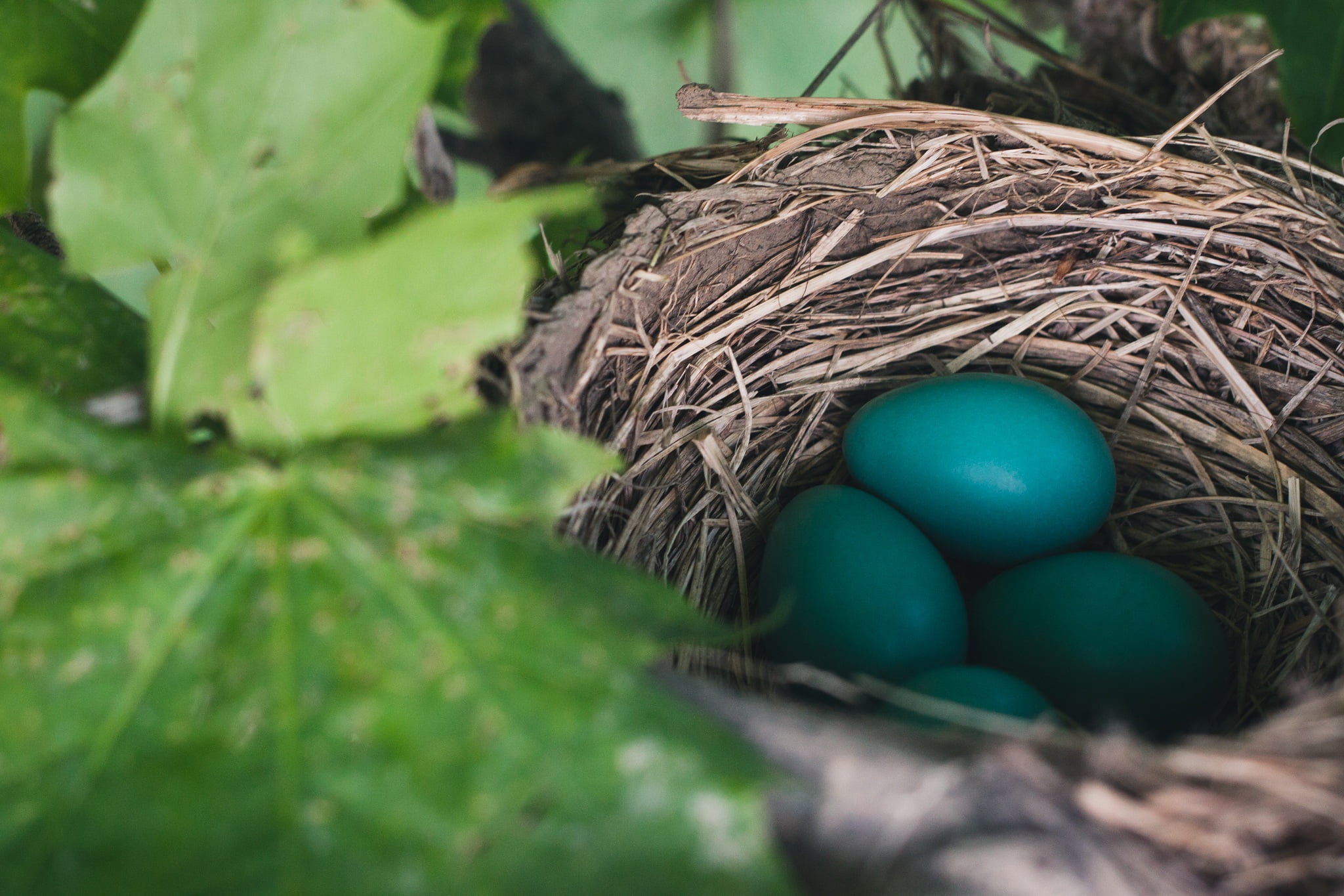 Green Bird Eggs - HD Wallpaper 