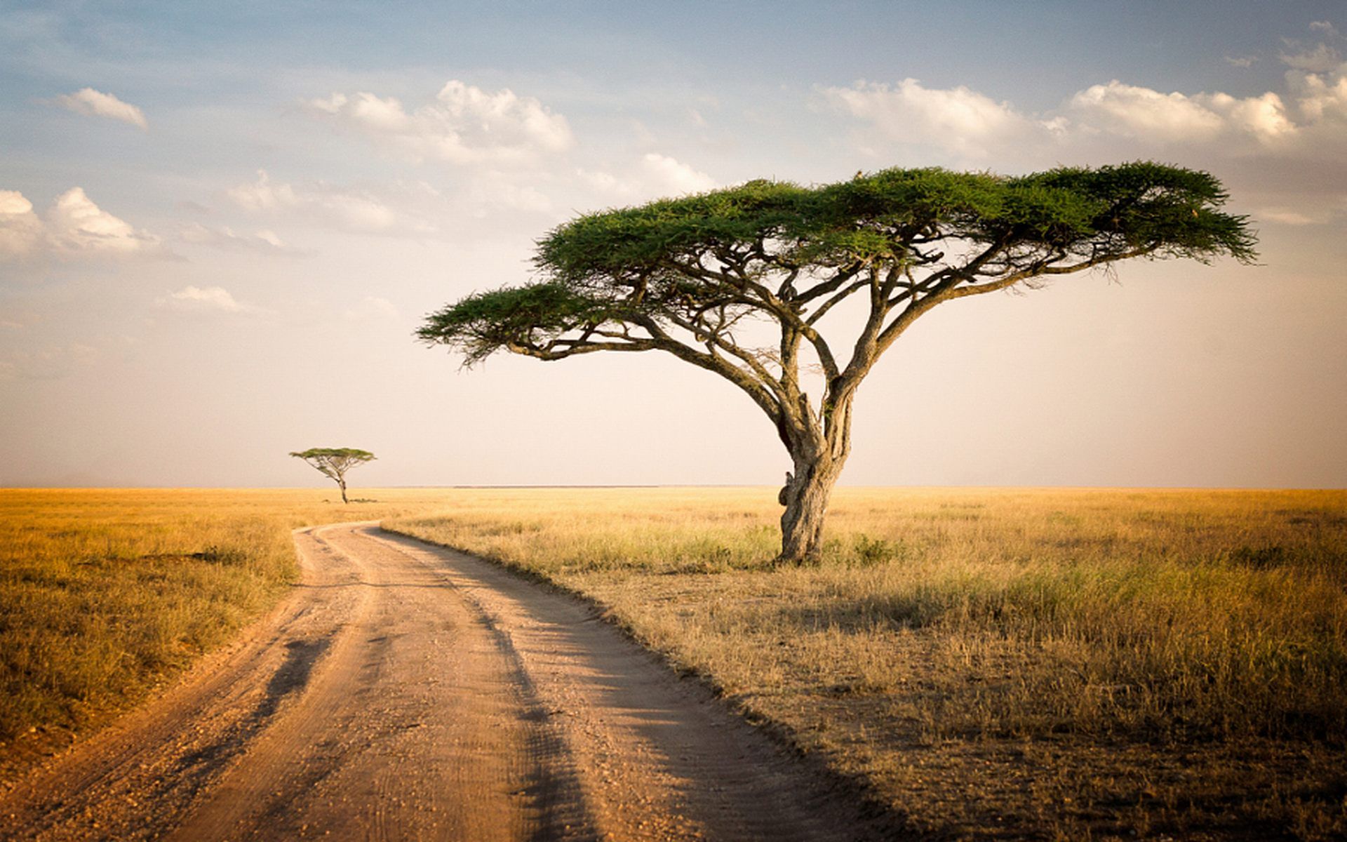 Serengeti National Park - HD Wallpaper 