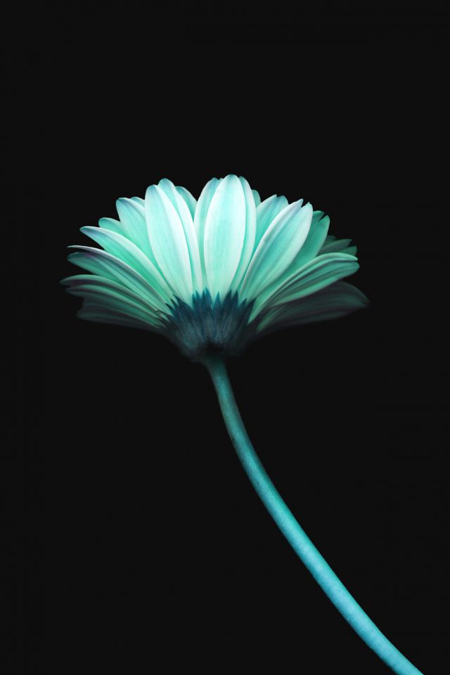 Lonely Flower Dark Blue Simple Minimal Nature Iphone - HD Wallpaper 