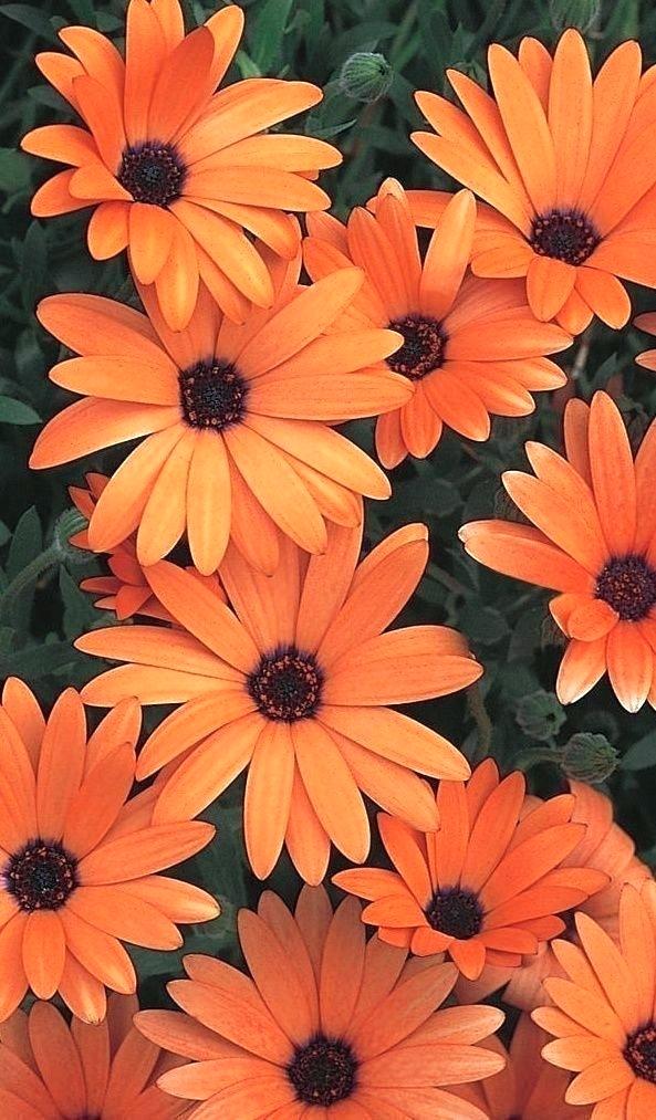 Flowers Iphone Wallpaper Beautiful Orange Flowers Wallpaper - Aesthetic Wallpaper Orange - HD Wallpaper 