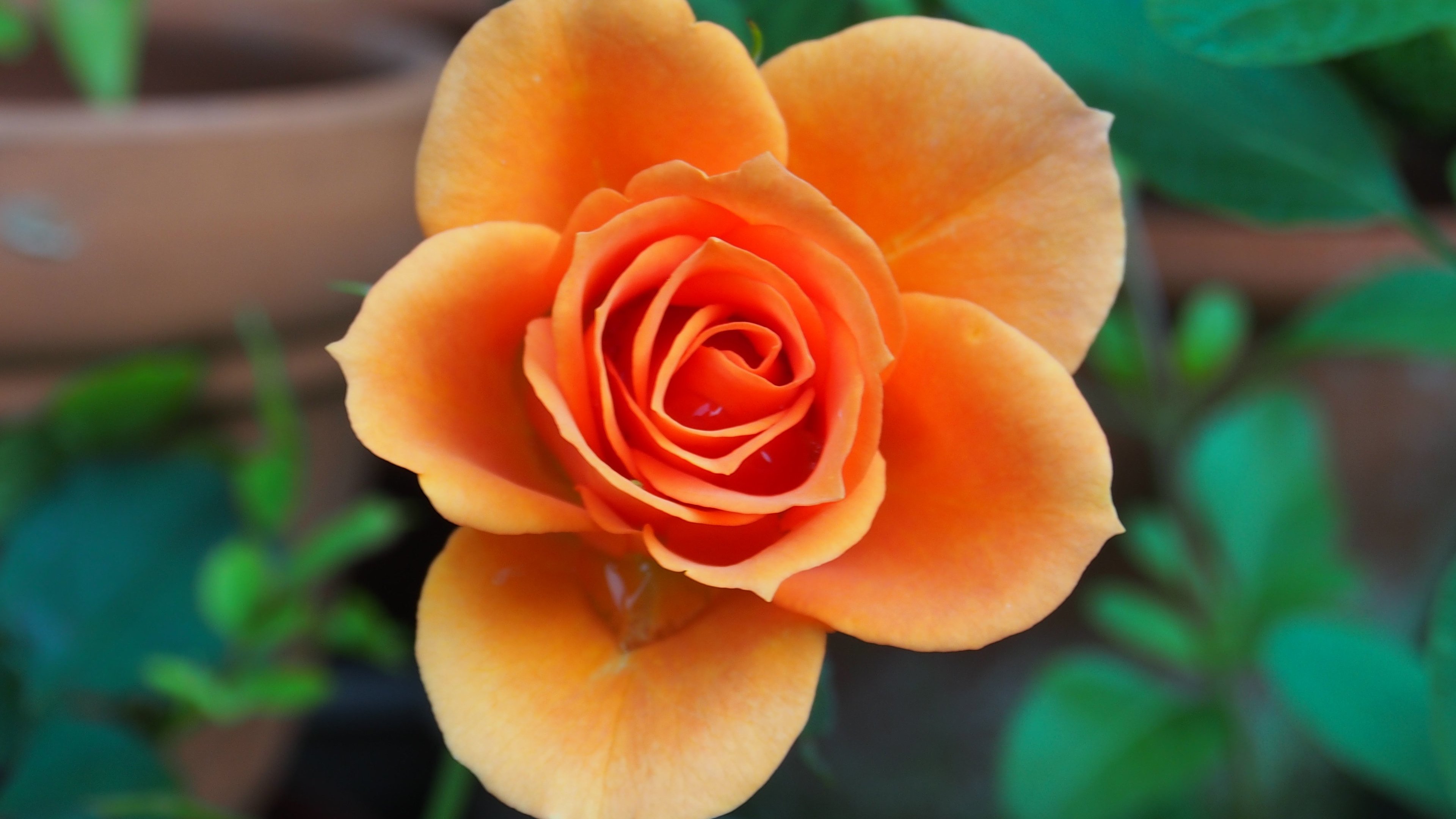 Orange Rose Wallpapers Desktop - HD Wallpaper 