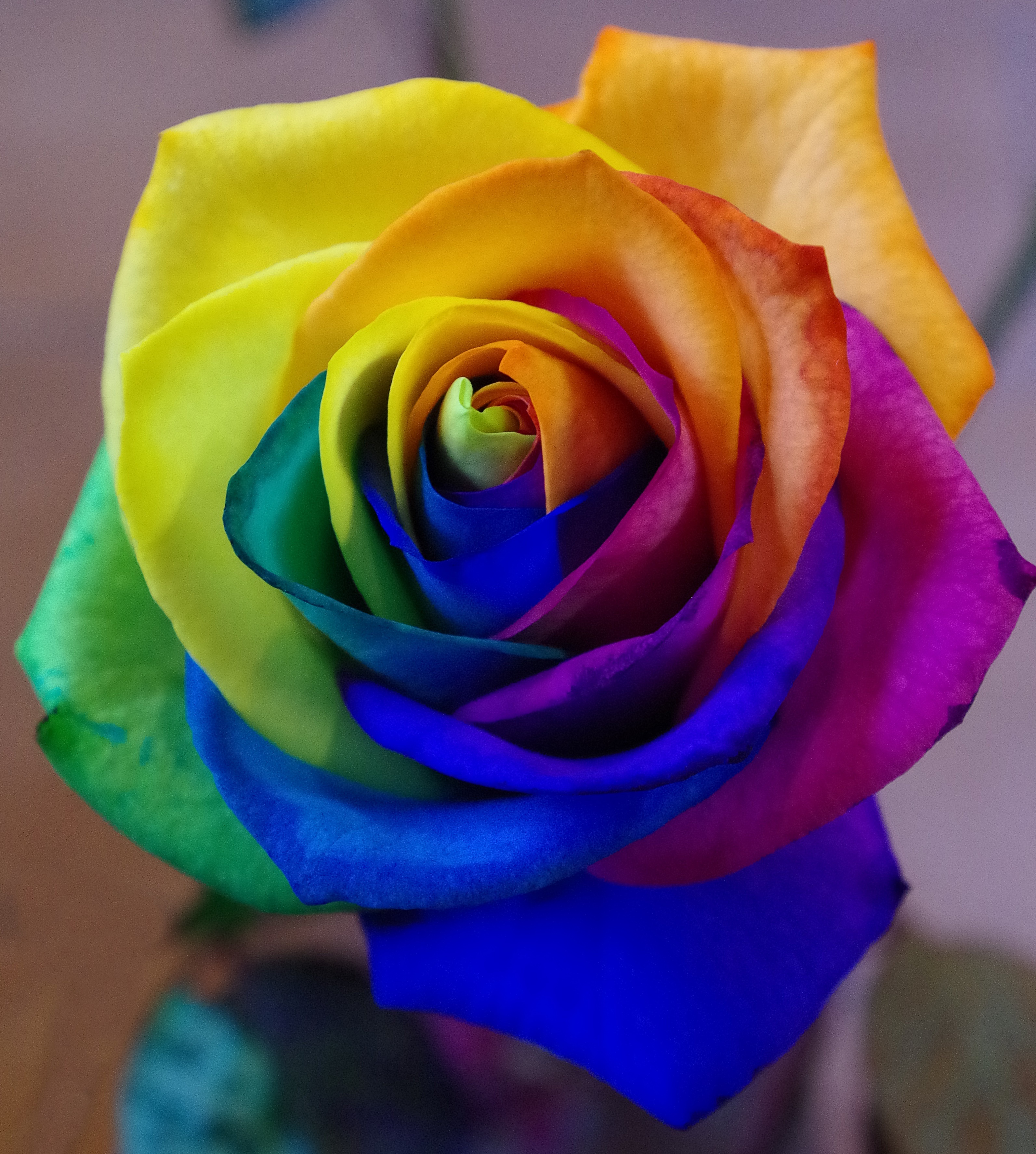 Colorful Roses - HD Wallpaper 