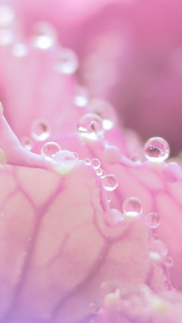 Iphone Wallpaper Hd Pink Rose - HD Wallpaper 