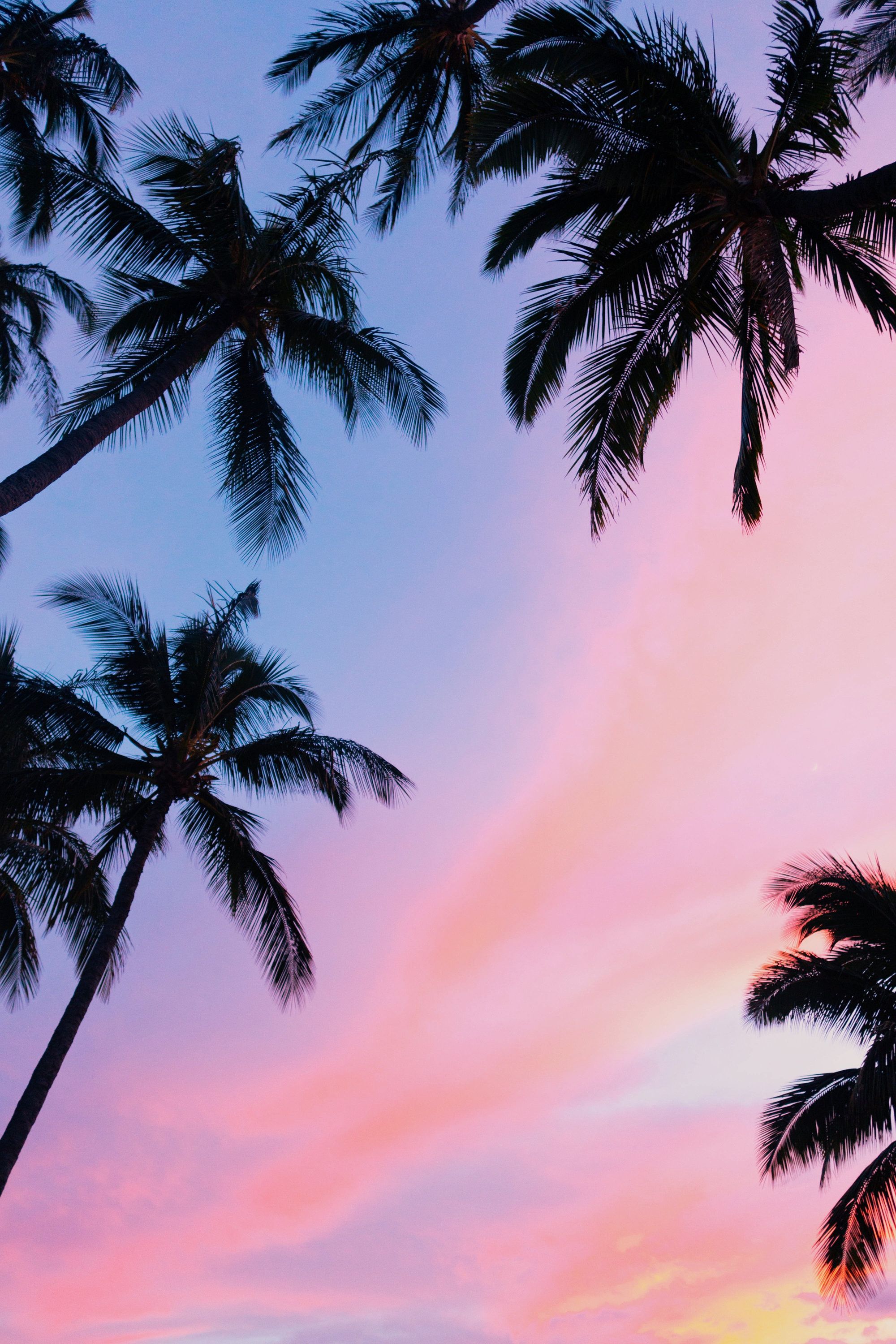 Palm Tree Background - HD Wallpaper 