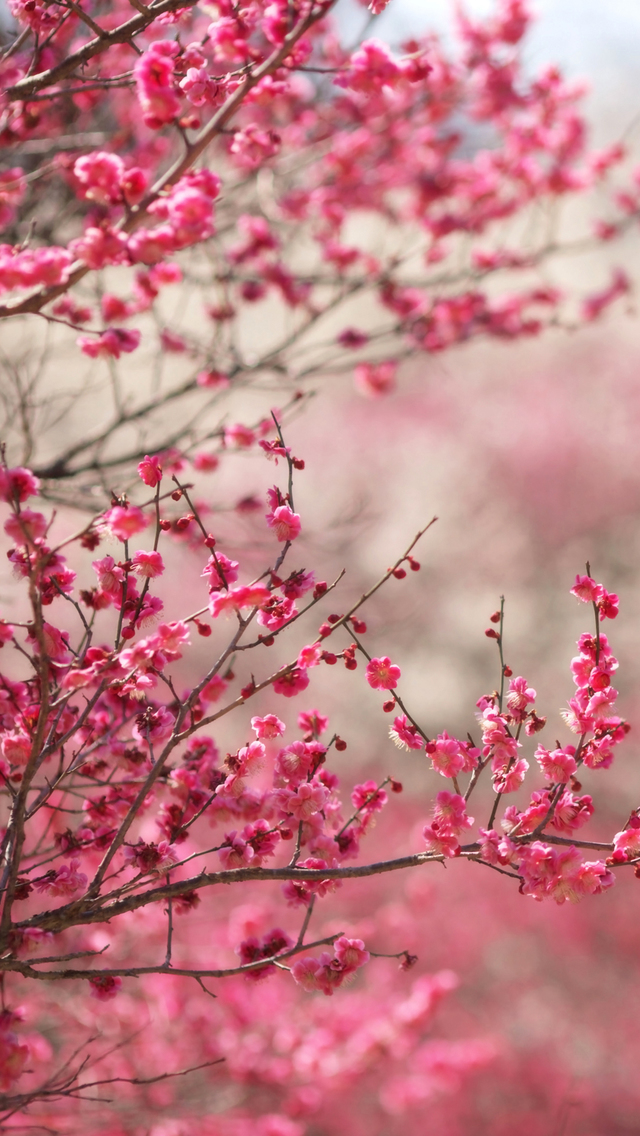 Pink Peach Wallpaper - Cherry Blossom Wallpaper Hd For Mobile - HD Wallpaper 