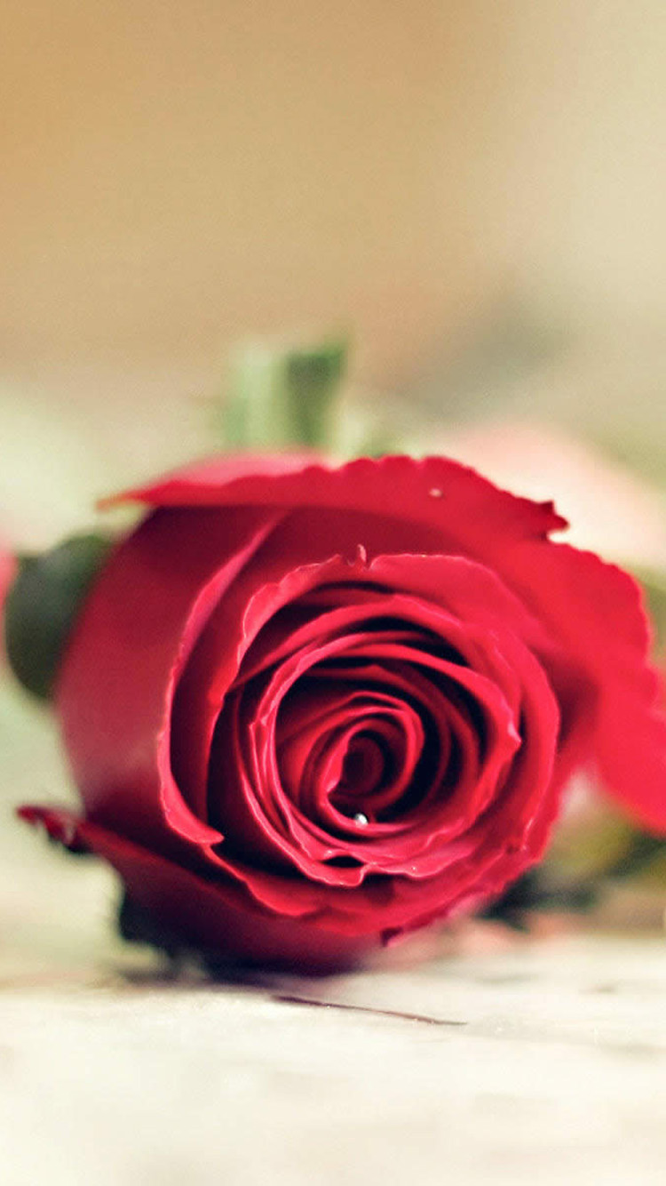 Wallpaper Rosa Iphone - Beautiful Red Rose For Love - HD Wallpaper 