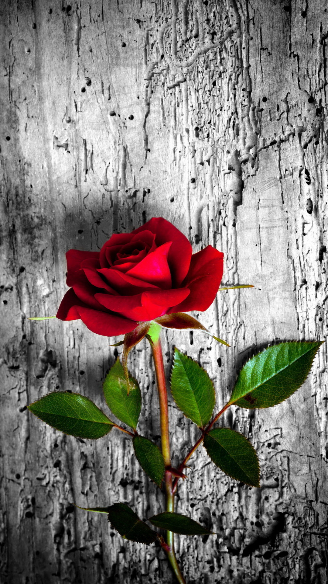 Red Rose - Red Rose Wallpaper Iphone - HD Wallpaper 