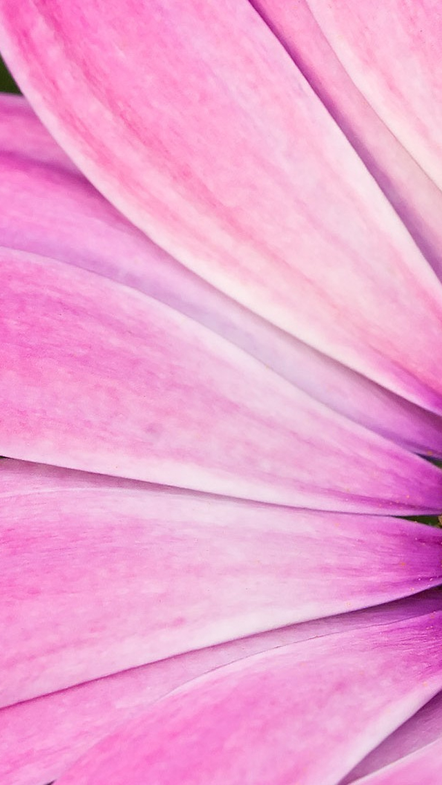 Wallpaper Rosa Iphone - Hd Pink Flower Iphone 5 - HD Wallpaper 