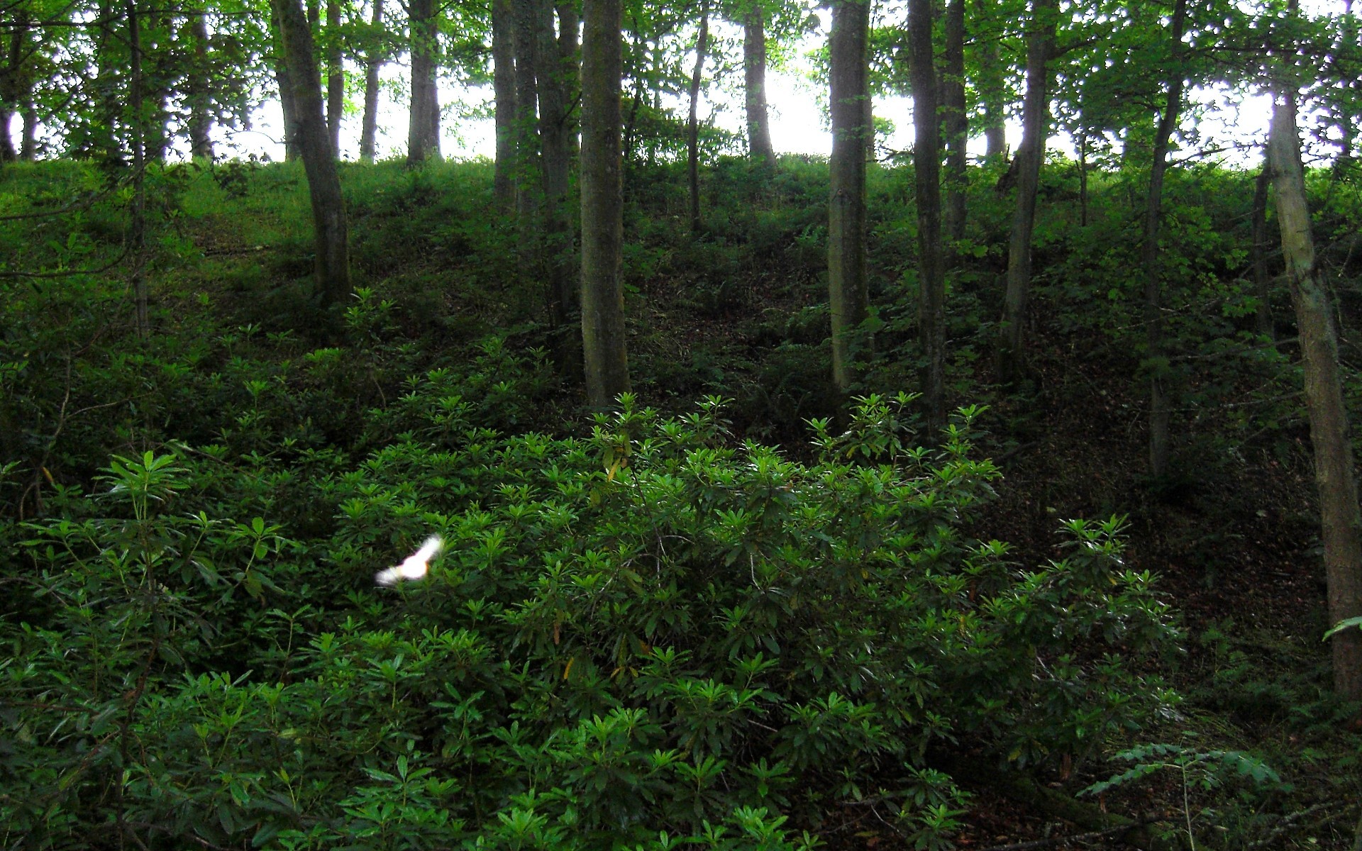 Old-growth Forest - HD Wallpaper 