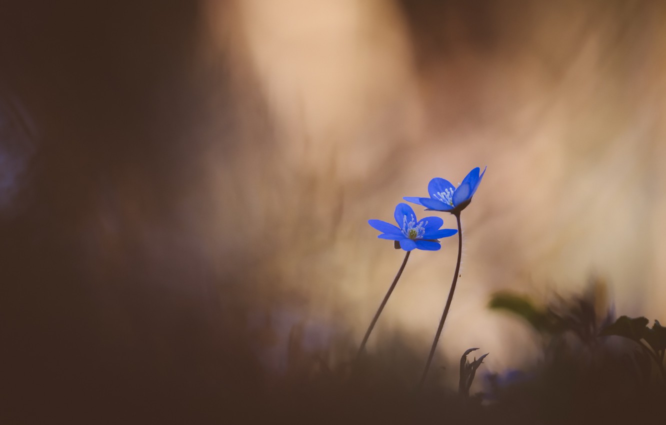 Photo Wallpaper Flowers, Nature, Spring, Hepatica Nobilis - Geissorhiza - HD Wallpaper 