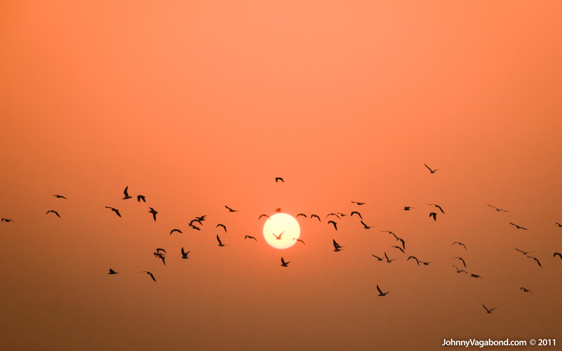 Flock - HD Wallpaper 