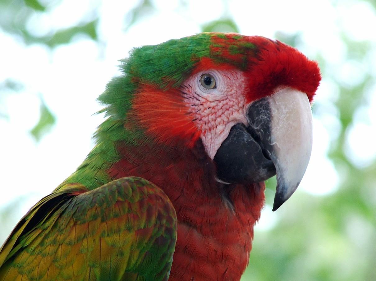 Macaw - HD Wallpaper 