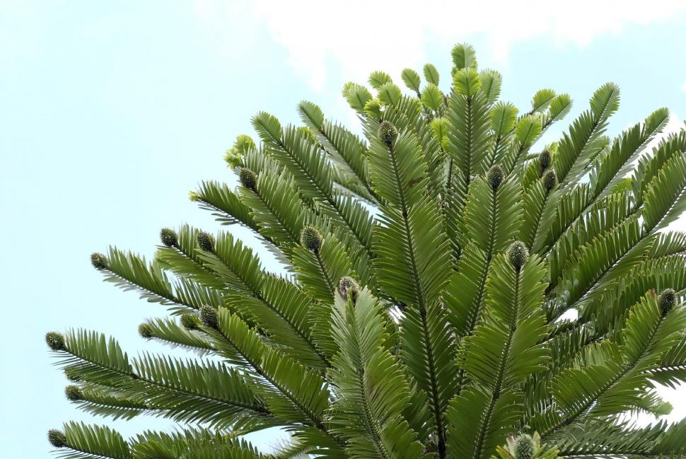 Wollemi Pine Wallpaper,pine Hd Wallpaper,ancient Hd - Wollemia Nobilis - HD Wallpaper 