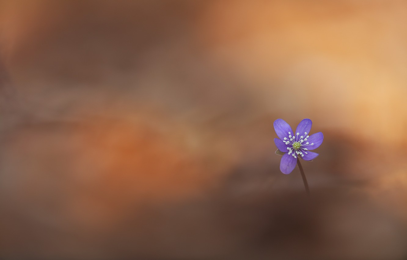 Photo Wallpaper Flower, Nature, Pechenocna, Hepatica - Gentian Family - HD Wallpaper 