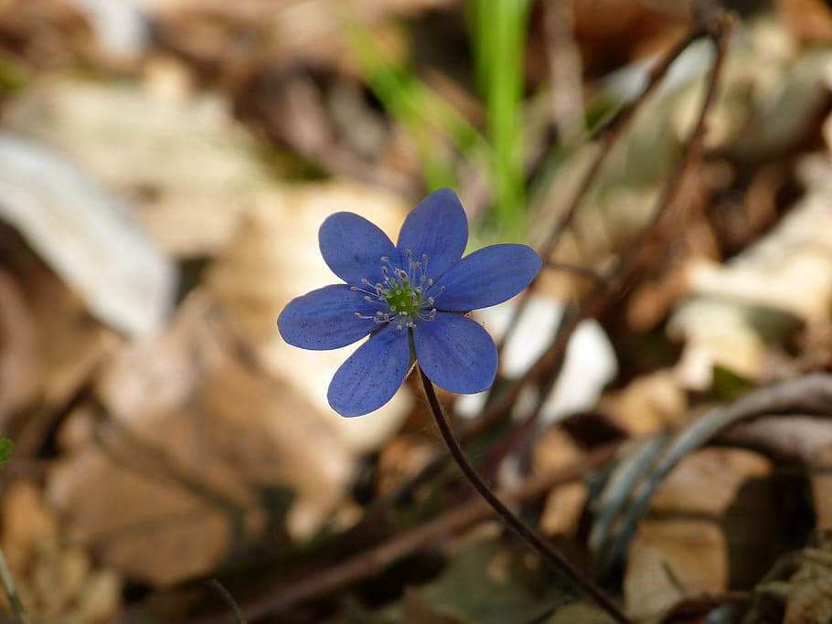 Hepatica, Flower, Blossom, Bloom, Violet, Purple, Hepatica - Kata Hati Seorang Istri Untuk Suami - HD Wallpaper 